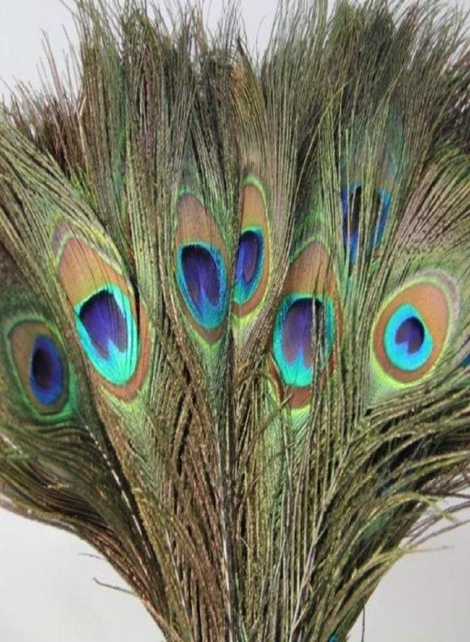 Prime Hub Prisart Peacock Feather More Pankh Feather Tails Original Full Length Size 30 Inch (50) - Image 1